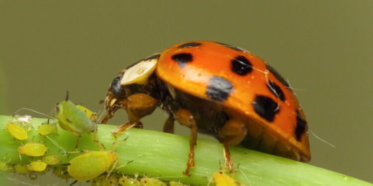 Como manter seu jardim livre de pragas de forma natural