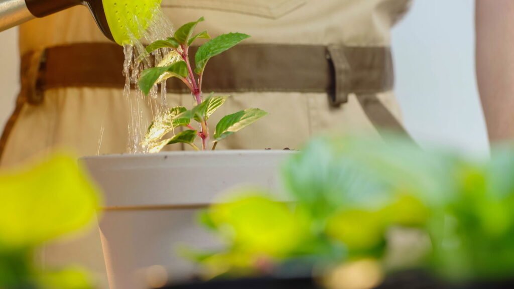 Como saber se suas plantas estão recebendo água na medida certa