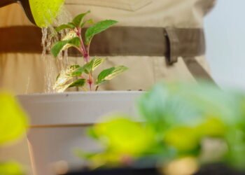 Como saber se suas plantas estão recebendo água na medida certa