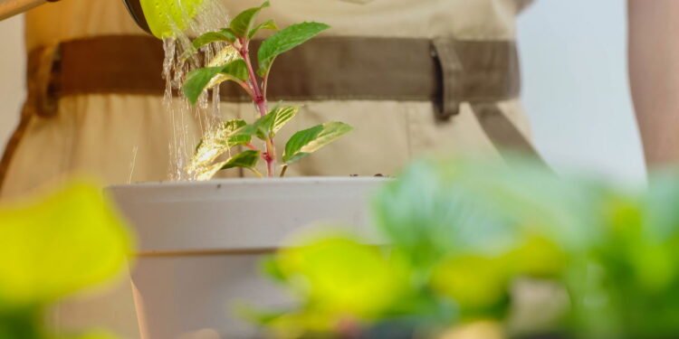 Como saber se suas plantas estão recebendo água na medida certa