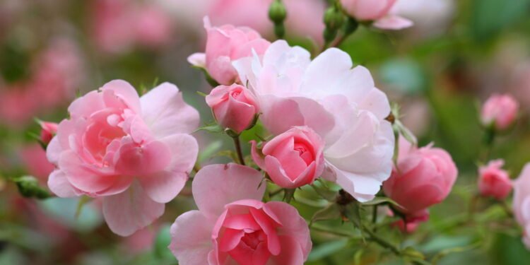 Quer rosas perfeitas? Saiba como cuidar e proteger suas plantas