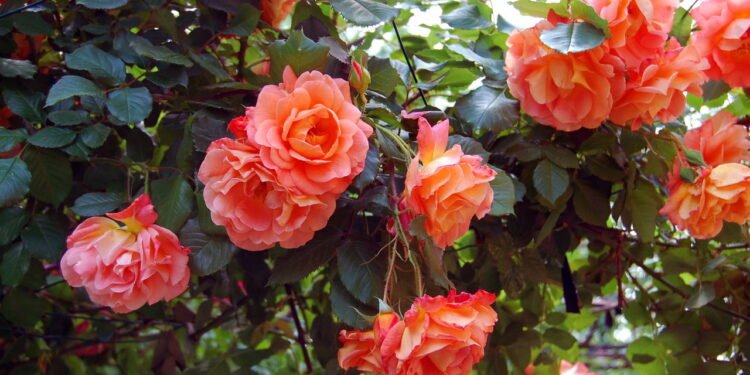 Rosas - Créditos: depositphotos.com / re_bekka