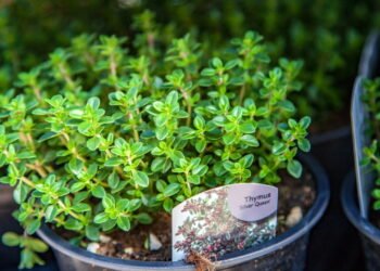 Saiba como plantar tomilho em casa com dicas simples e práticas