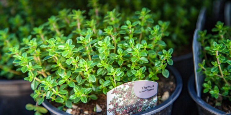 Saiba como plantar tomilho em casa com dicas simples e práticas