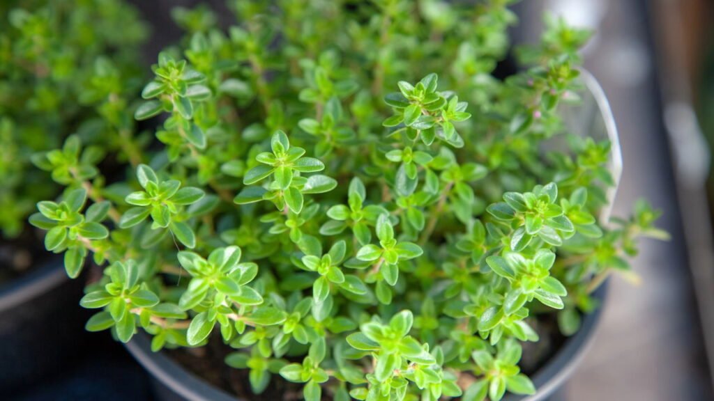 Saiba como plantar tomilho em casa com dicas simples e práticas