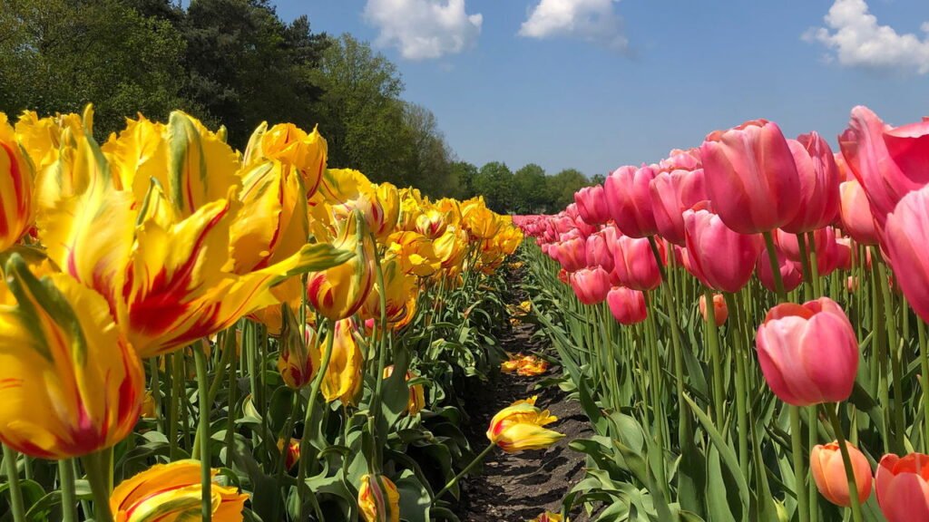 Aprenda como cultivar tulipas perfeitas no seu jardim