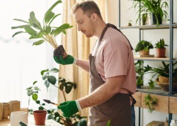 Como garantir jabuticabeiras cheias de frutos em ambientes pequenos