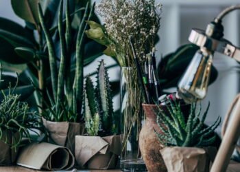 Cultivo de Plantas em Vasos em casa e tenha sua horta Créditos: depositphotos.com / ViktoriaSapata