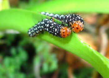 Lagartas no jardim? Veja como se livrar delas e prevenir danos fonte flickr