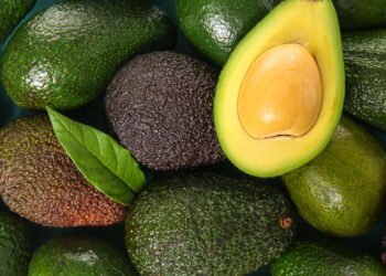 Cultivo do Abacate: Guia Completo para Produção e Cuidados