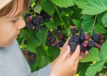 Amora em Vaso: Como Plantar e Colher em Casa Créditos: depositphotos.com / yana-komisarenko@yandex.ru
