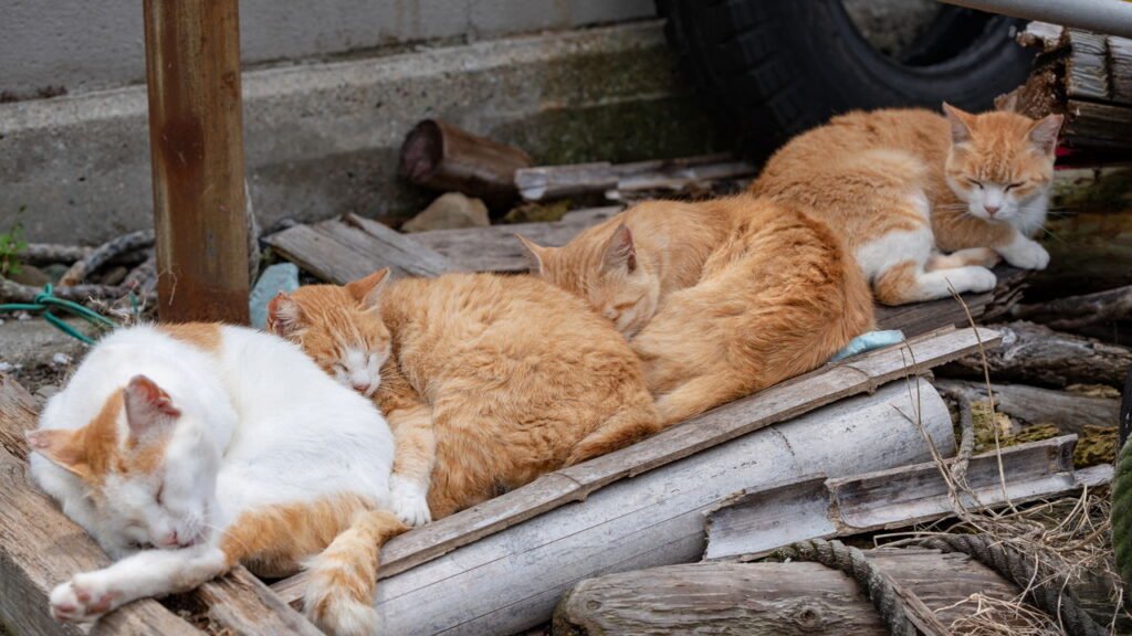 Os gatos mandam nesta cidade, entenda o caso
