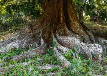 A técnica que promete salvar árvores raras da extinção