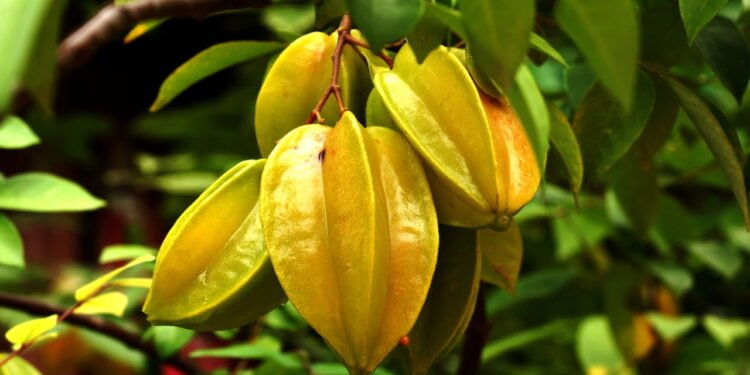 Carambola: Benefícios, Usos Medicinais e Precauções