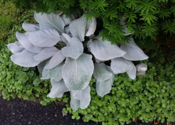 Como plantar Senecio Asas de Anjo no seu jardim?