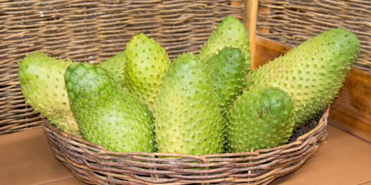 Como Cultivar Graviola: Guia Completo para um Cultivo Saudável