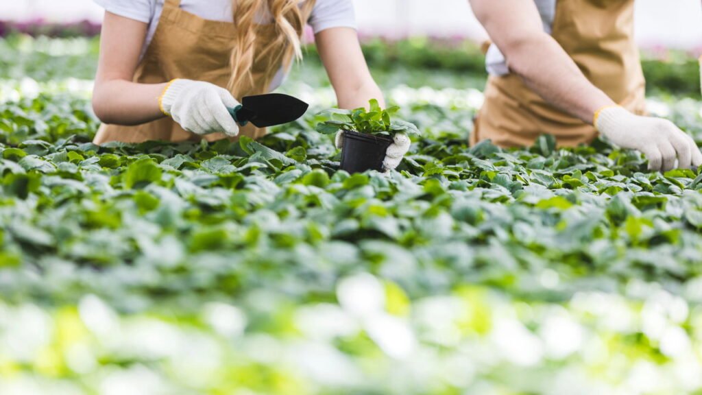 Plantas que brilham no escuro começam a virar febre