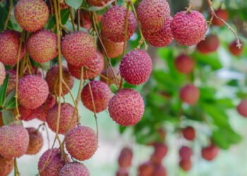 O que você precisa saber para cultivar lichias perfeitas em casa