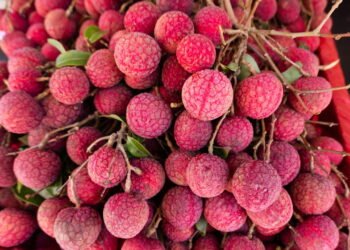 Dicas Infalíveis para o Cultivo de Lichia Saudável e Produtivo Créditos: depositphotos.com / elwynn