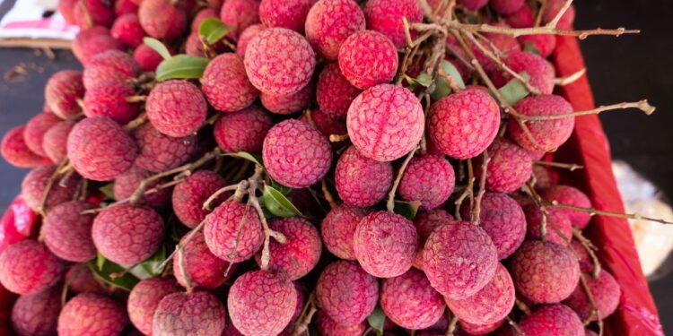 Dicas Infalíveis para o Cultivo de Lichia Saudável e Produtivo Créditos: depositphotos.com / elwynn