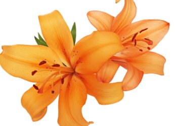 Como plantar lírios em casa de uma forma prática