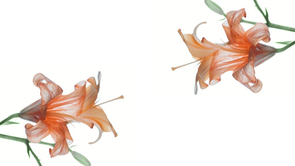 Como plantar lírios em casa de uma forma prática