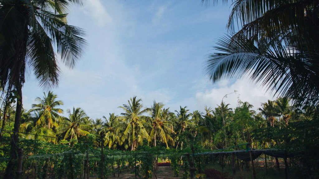 Conheça a cidade onde a água do mar brilha no escuro