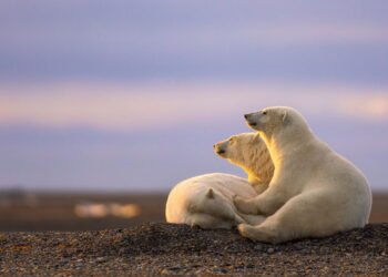 Conheça a cidade onde moradores convivem com ursos diariamente