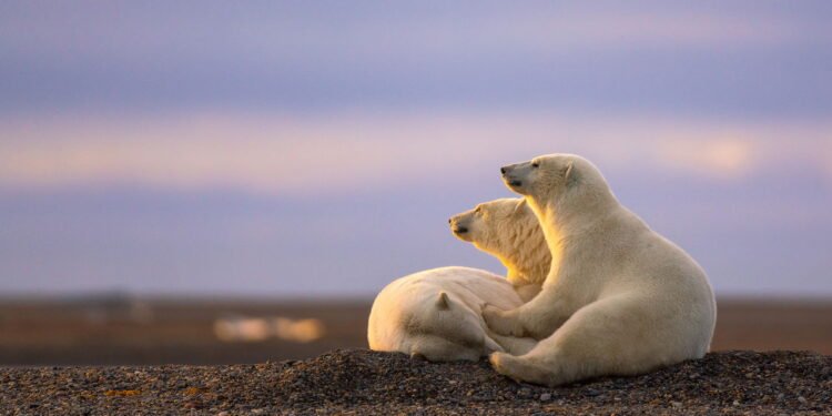 Conheça a cidade onde moradores convivem com ursos diariamente