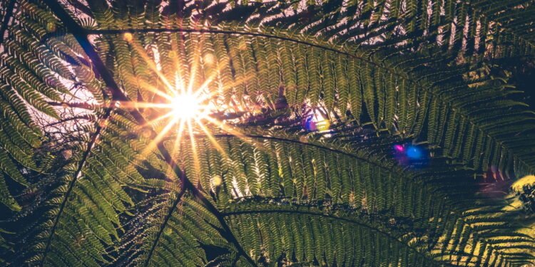 Essa é a cidade mais arborizada do país pelo sexto ano seguido