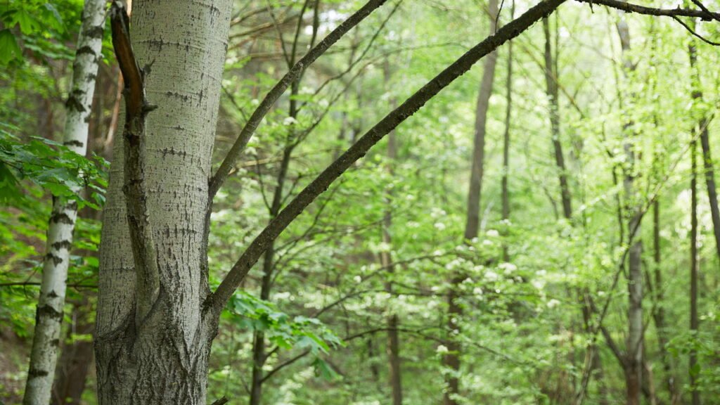 Essa é a cidade mais arborizada do país pelo sexto ano seguido