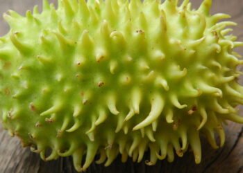 Cultivo de Maxixe: Passo a Passo para uma Colheita Produtiva