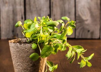 Como Plantar Orégano: Guia Prático para Cultivo Caseiro