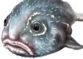 Peixe mais feio do mundo ganha prêmio na Oceania, veja detalhes