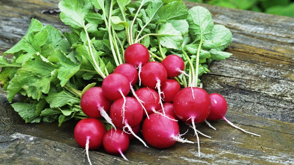 Rabanete na alimentação! Deliciosas formas de consumir rabanete branco e roxo