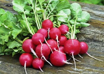 Rabanete na alimentação! Deliciosas formas de consumir rabanete branco e roxo