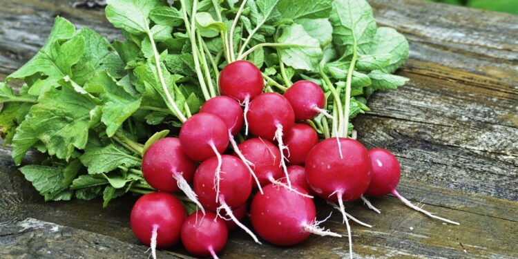 Rabanete na alimentação! Deliciosas formas de consumir rabanete branco e roxo