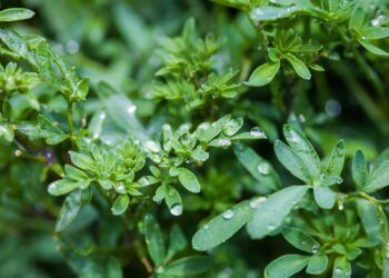 Cultive em casa! Quais os benefícios medicinais e espirituais da arruda?