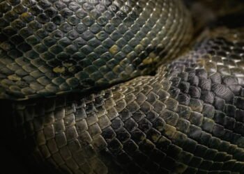 Quais são as serpentes mais perigosas do Brasil?