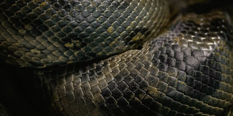 Quais são as serpentes mais perigosas do Brasil?