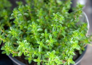 Guia prático para plantar tomilho em casa