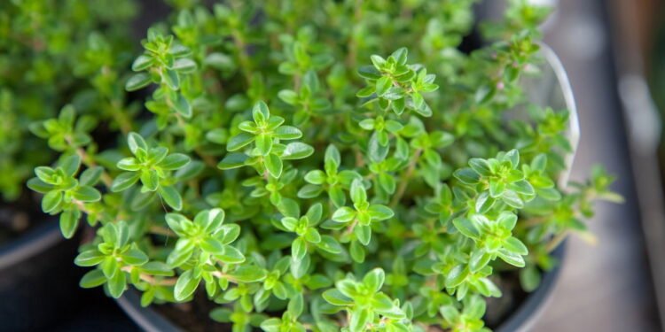 Guia prático para plantar tomilho em casa