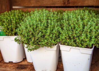 Tomilho: Como Cultivar e Cuidar Dessa Erva Aromática
