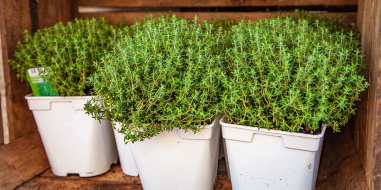 Tomilho: Como Cultivar e Cuidar Dessa Erva Aromática