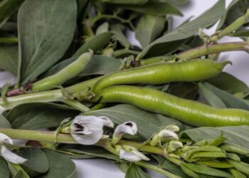 Como Cultivar Vagem em Casa: Passo a Passo