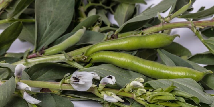 Como Cultivar Vagem em Casa: Passo a Passo