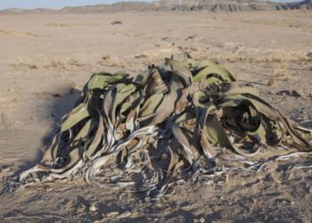 Welwitschia mirabilis: O Antigo Tesouro do Deserto do Namibe
