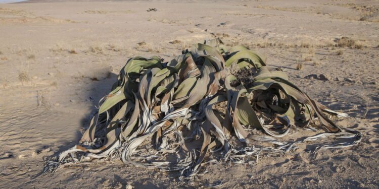 Welwitschia mirabilis: O Antigo Tesouro do Deserto do Namibe