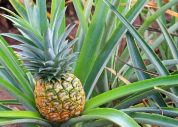 Tenha abacaxis frescos no seu quintal com esse passo a passo simples