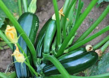 Como fazer abobrinha crescer rápido e com sabor incrível